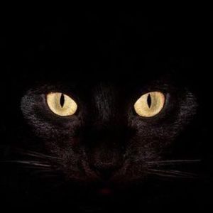 Meet your Posher, Pam